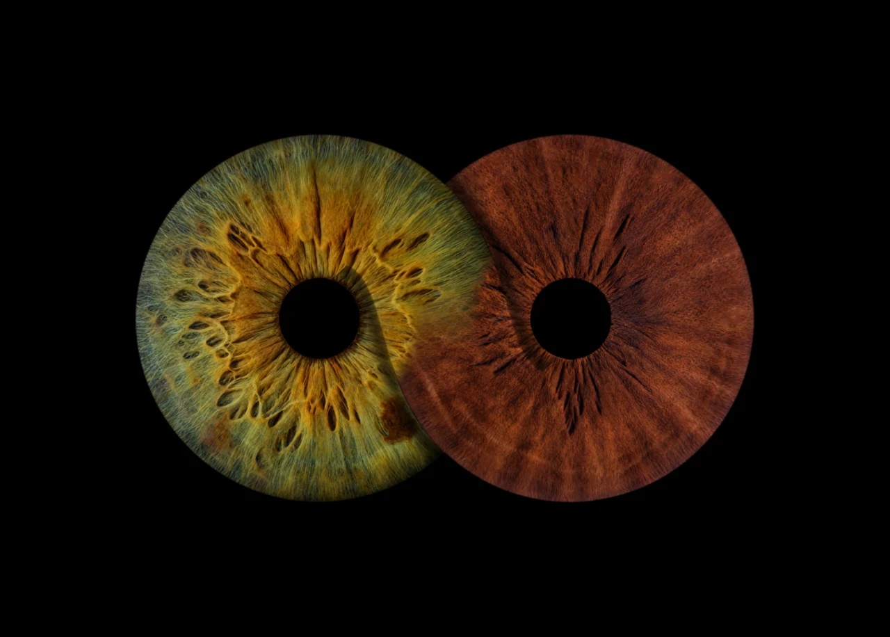 Dos iris unidos en una composición de pareja